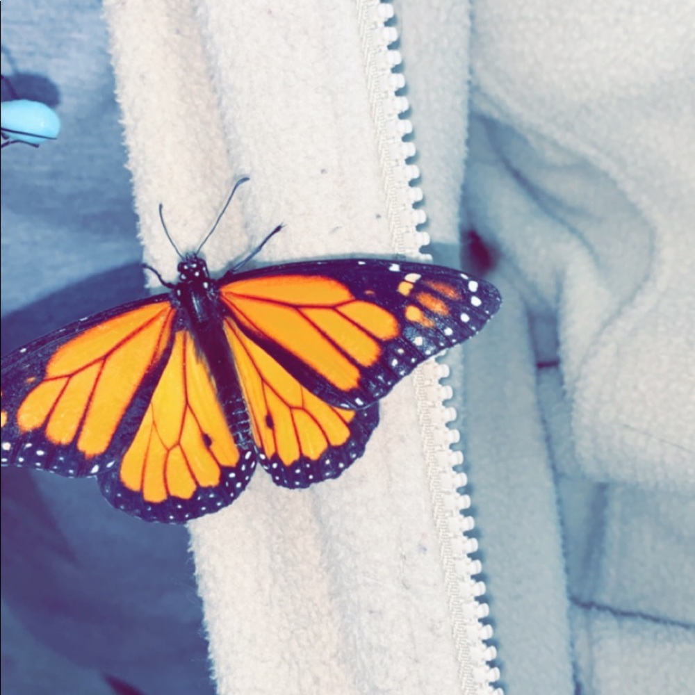 Meet your Posher, Mollie